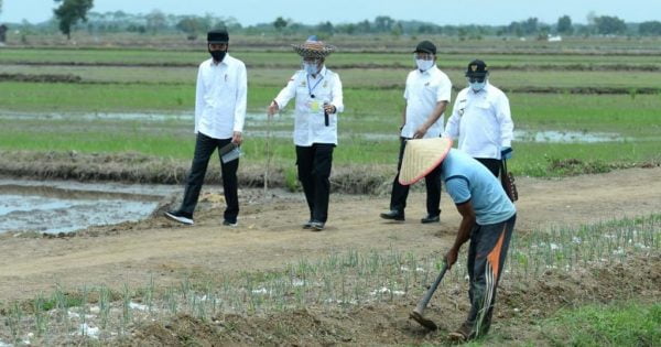 Presiden Kunjungi Food Estate, Bangun Ekosistem Pertanian Berkelanjutan