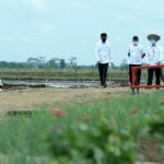 Presiden Kunjungi Food Estate, Bangun Ekosistem Pertanian Berkelanjutan