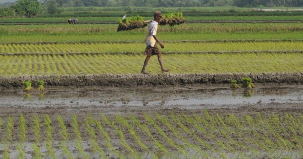 Kementan Perkuat Sistem Kearsipan Pertanian