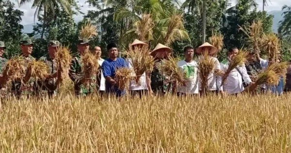 Pengurus HKTI Jember dan Dandim 0824 panen bersama sebagai simbol mengawali peringatan Hari Krida Pertanian di lahan pertanian Desa Candijati, Kecamatan Arjasa, Kabupaten Jember, Rabu (21/6/2023). ANTARA/Zumrotun Solichah