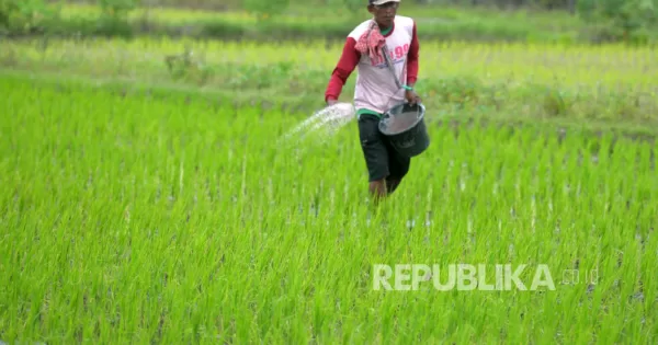 Petani menebar pupuk urea dan NPK untuk tanaman padi.