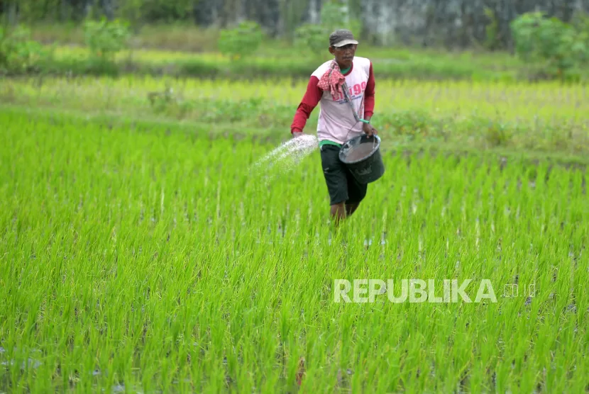 Petani menebar pupuk urea dan NPK untuk tanaman padi.
