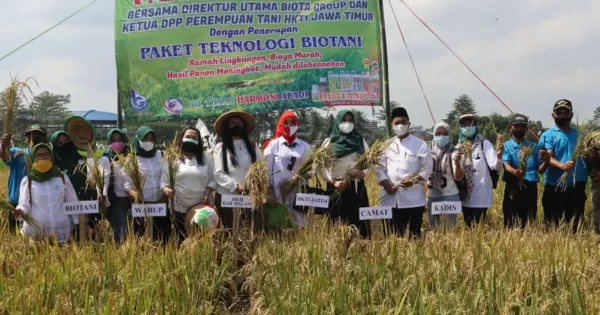 Panen raya Pertani HKTI dengan PT Tunas Harmoni Abadi (Pupuk Biotani) di Panggungrejo Kepanjen, Kabupaten Malang.