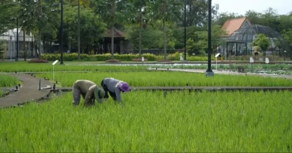 Ilustrasi petani sedang bekerja di sawah.