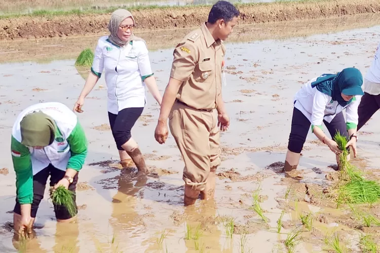 Ketua Perempuan Tani HKTI Jateng, Nur Faisah didampingi Lurah Polaman Hadi Priyanto mengawali penanaman benih padi M70D.