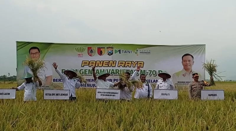 Panen Raya Padi Desa Lojejer, Kecamatan Wuluhan Kabupaten Jember