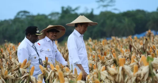 Presiden Jokowi bersama Mentan Syahrul Yasin Limpo meninjau food estate di Kabupaten Keerom, Papua