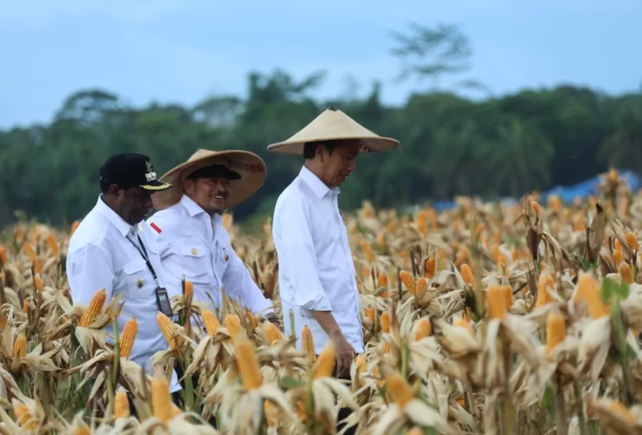 Presiden Jokowi bersama Mentan Syahrul Yasin Limpo meninjau food estate di Kabupaten Keerom, Papua